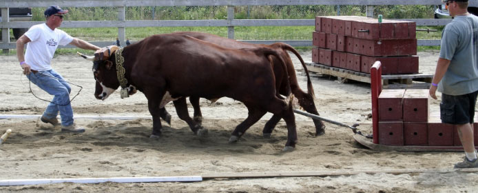 2023 Western Nova Scotia Exhibition - 2 bulls pulling heavy containers